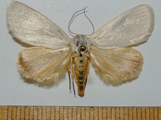 Species 1921